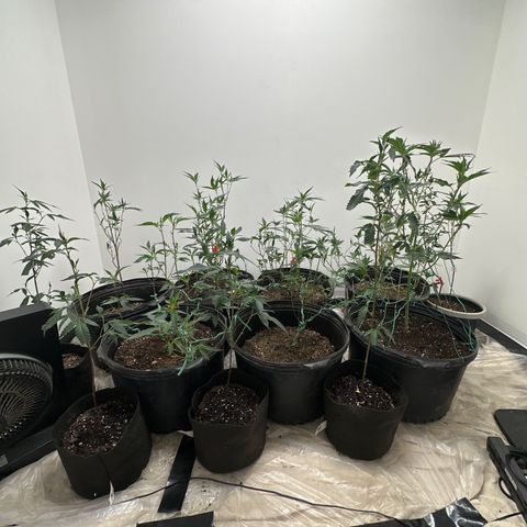 Gorrila nut #9 growlog timeline photo