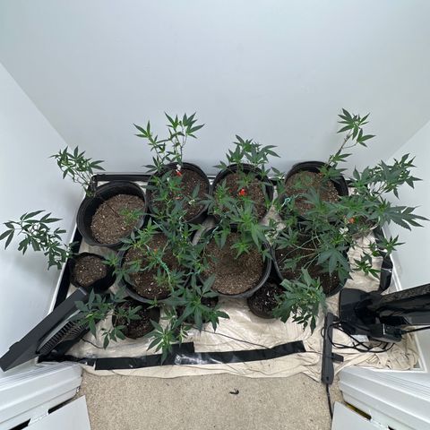 Gorrila nut #9 growlog timeline photo