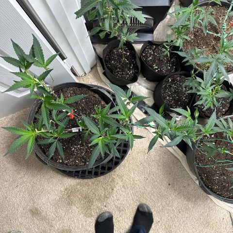 Gorrila nut #9 growlog timeline photo