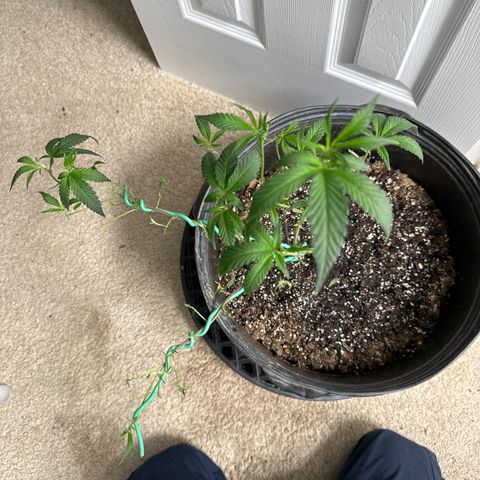 Gorrila nut #9 growlog timeline photo