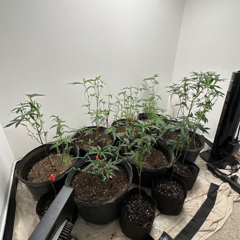 Gorrila nut #9 growlog timeline photo