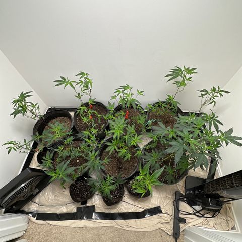 Gorrila nut #9 growlog timeline photo