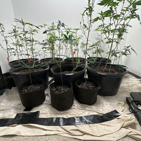 Gorrila nut #9 growlog timeline photo