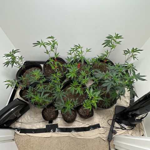 Gorrila nut #9 growlog timeline photo