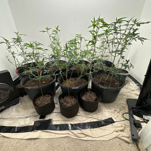 Gorrila nut #9 growlog timeline photo