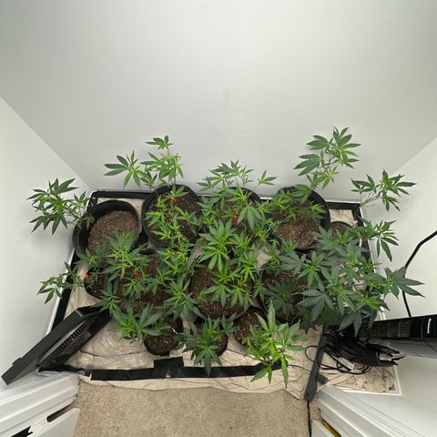 Gorrila nut #9 growlog timeline photo
