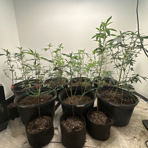 Gorrila nut #9 growlog timeline photo