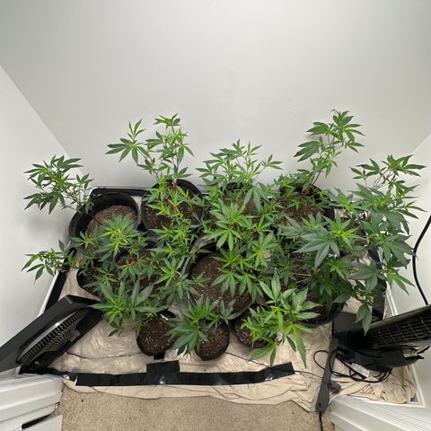 Gorrila nut #9 growlog timeline photo