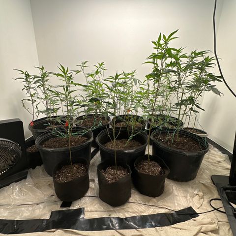 Gorrila nut #9 growlog timeline photo