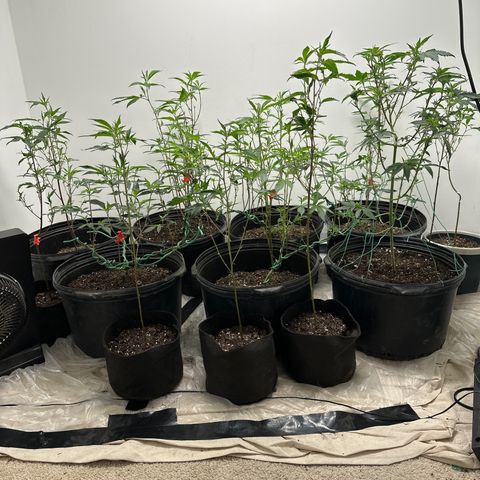 Gorrila nut #9 growlog timeline photo