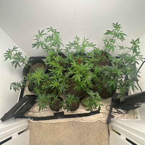 Gorrila nut #9 growlog timeline photo