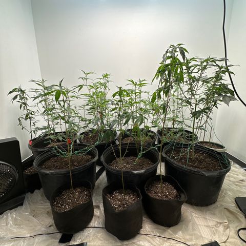 Gorrila nut #9 growlog timeline photo