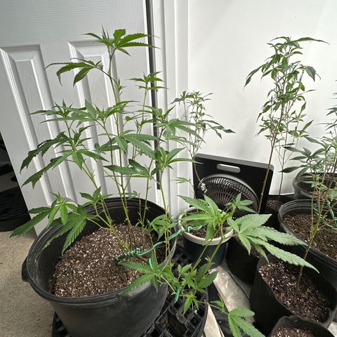 Gorrila nut #9 growlog timeline photo