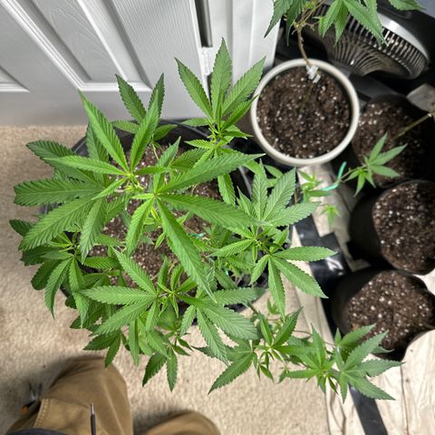 Gorrila nut #9 growlog timeline photo
