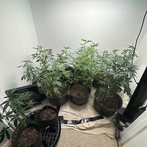 Gorrila nut #9 growlog timeline photo