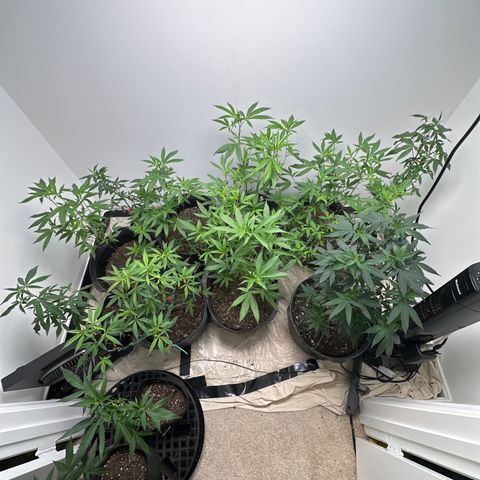 Gorrila nut #9 growlog timeline photo