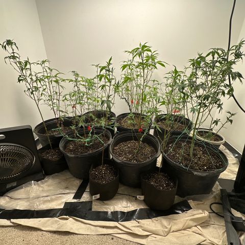 Gorrila nut #9 growlog timeline photo