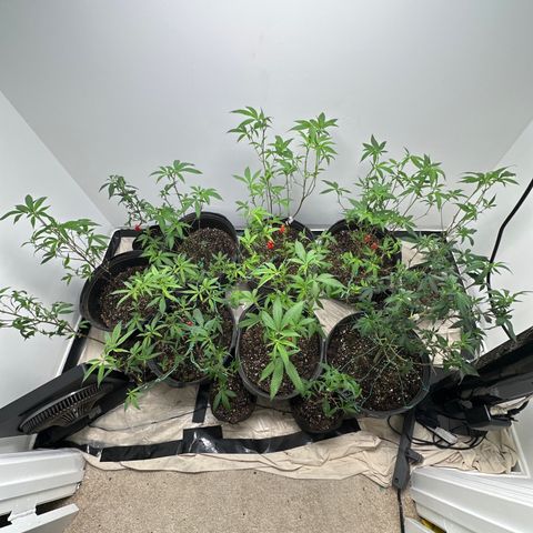 Gorrila nut #9 growlog timeline photo