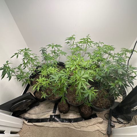 Gorrila nut #9 growlog timeline photo