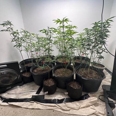 Gorrila nut #9 growlog timeline photo