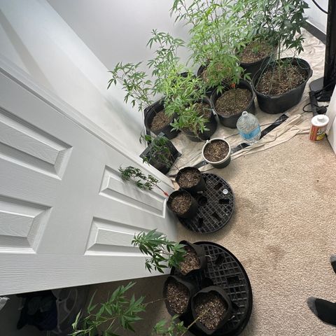 Gorrila nut #9 growlog timeline photo