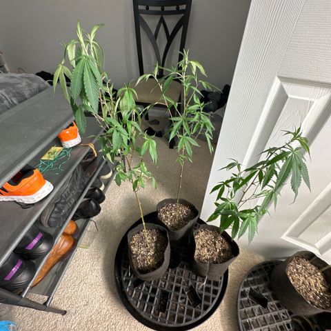 Gorrila nut #9 growlog timeline photo