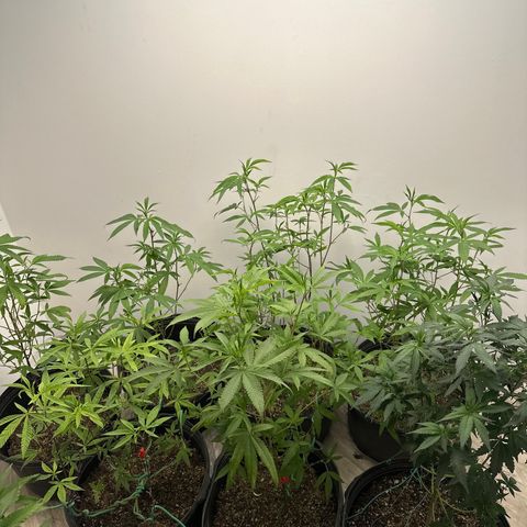 Gorrila nut #9 growlog timeline photo