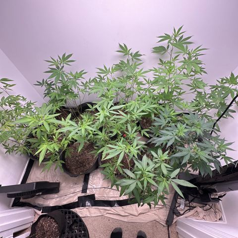 Gorrila nut #9 growlog timeline photo