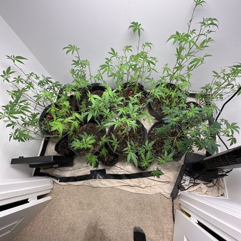 Gorrila nut #9 growlog timeline photo