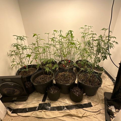 Gorrila nut #9 growlog timeline photo