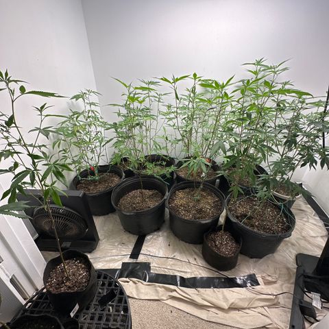Gorrila nut #9 growlog timeline photo
