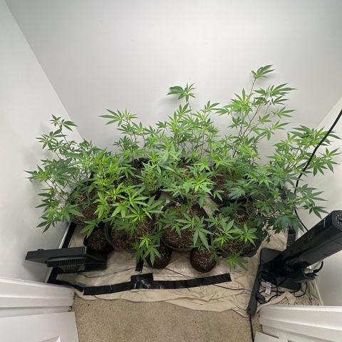 Gorrila nut #9 growlog timeline photo