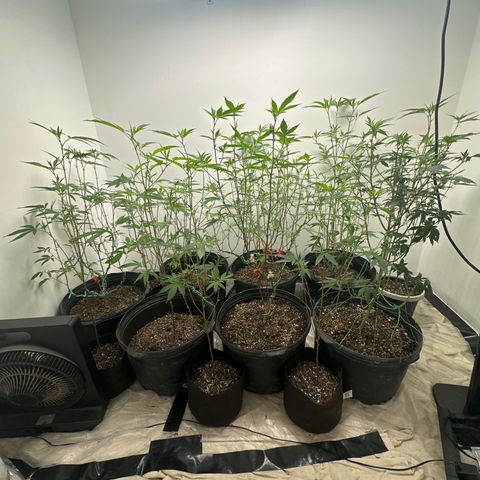 Gorrila nut #9 growlog timeline photo