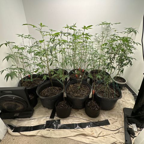 Gorrila nut #9 growlog timeline photo