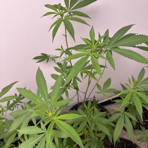 Gorrila nut #9 growlog timeline photo