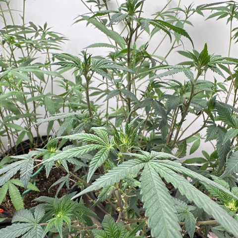 Gorrila nut #9 growlog timeline photo