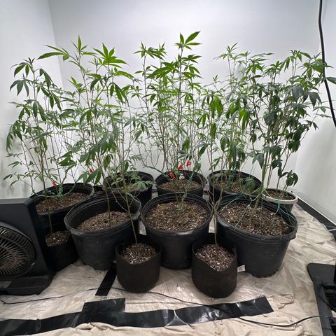 Gorrila nut #9 growlog timeline photo