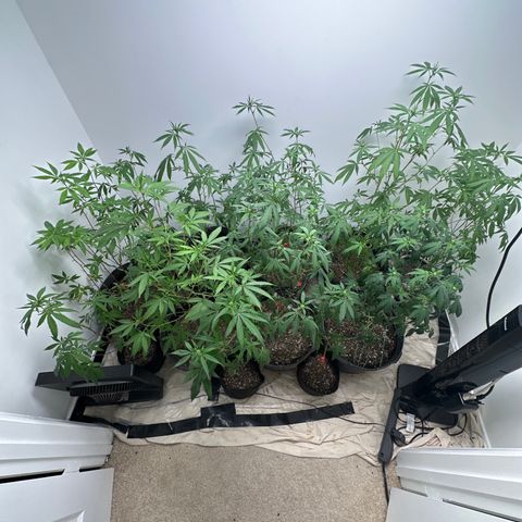 Gorrila nut #9 growlog timeline photo