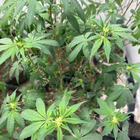 Gorrila nut #9 growlog timeline photo