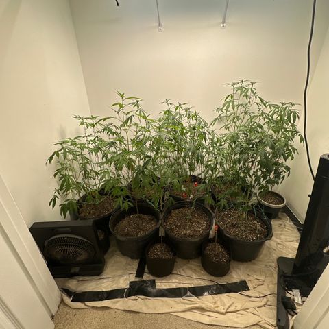 Gorrila nut #9 growlog timeline photo