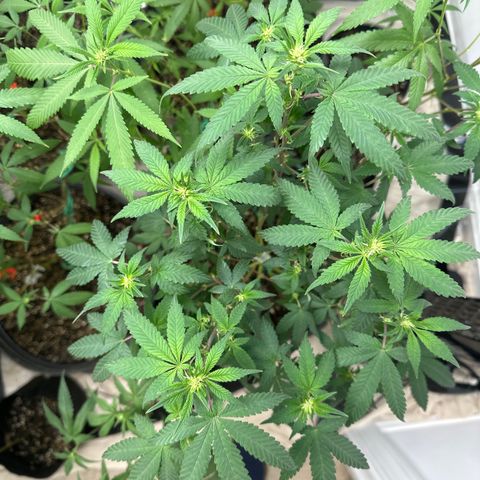 Gorrila nut #9 growlog timeline photo