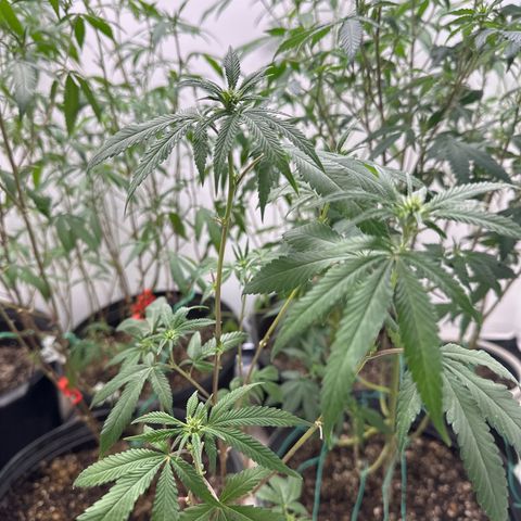 Gorrila nut #9 growlog timeline photo