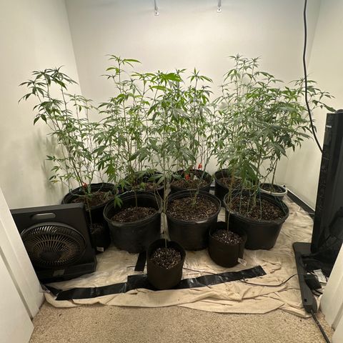 Gorrila nut #9 growlog timeline photo