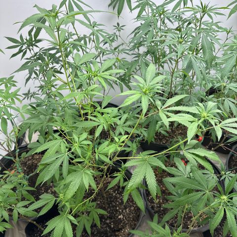 Gorrila nut #9 growlog timeline photo