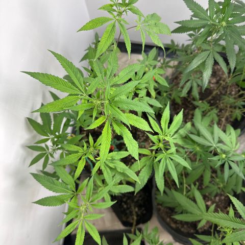 Gorrila nut #9 growlog timeline photo