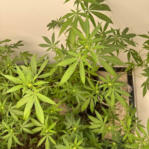 Gorrila nut #9 growlog timeline photo