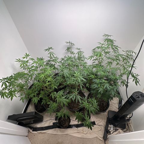 Gorrila nut #9 growlog timeline photo