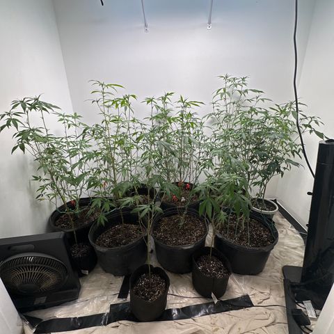 Gorrila nut #9 growlog timeline photo