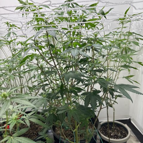Gorrila nut #9 growlog timeline photo