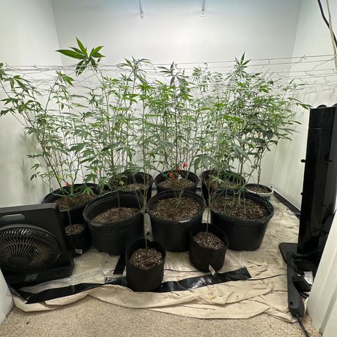 Gorrila nut #9 growlog timeline photo